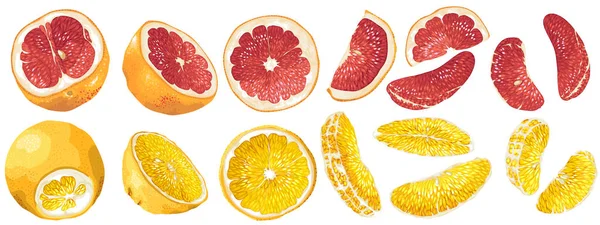 Set Met Vruchten Groenten Delen Van Grapefruit Oranje Vector Realistische — Stockvector