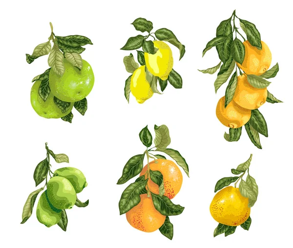 Sada Plody Vektoru Jako Vápno Citron Pomeranč Pomelo Grep Grafické — Stockový vektor