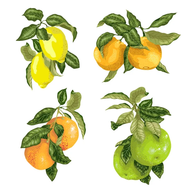Set Fruits Vector Lime Lemon Orange Pomelo Grapefruit Graphic Illustration — Stock Vector