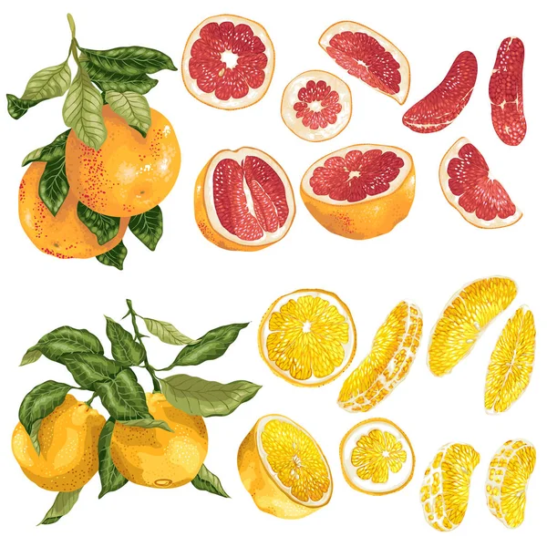 Vector Set Orange Grapefruit Citrus Fruits Slices Realistic Graphic Illustration — Stock Vector