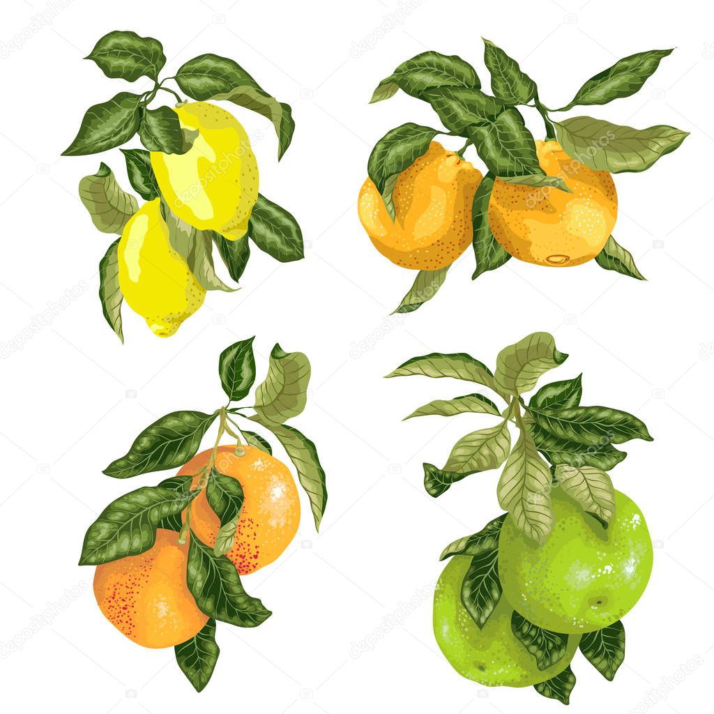 Set with fruits in vector such as lime, lemon, orange, pomelo and grapefruit in graphic illustration