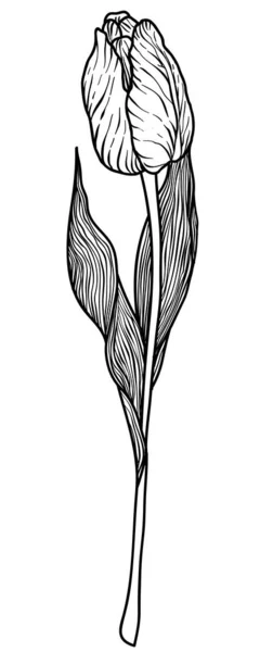 Tulip Vintage vectorafbeelding — Stockvector