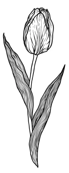 Tulip Vintage vectorafbeelding — Stockvector