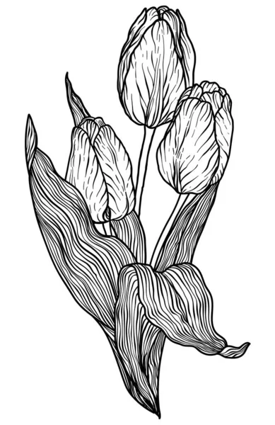 Tulip bloem vectorillustratie — Stockvector