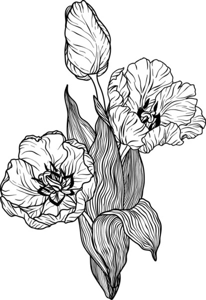 Tulipán flor vector ilustración — Archivo Imágenes Vectoriales