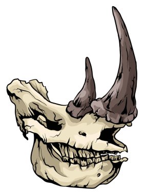 Rhino kafatası