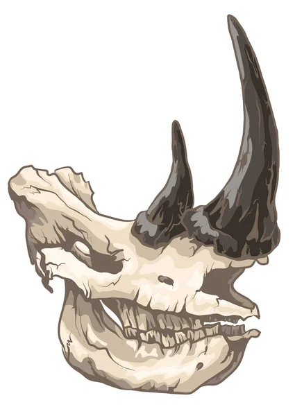 犀牛头骨 — 图库矢量图片