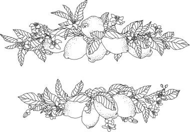 Limon meyveleri ve çiçeklerle vektör çerçeve çizimi