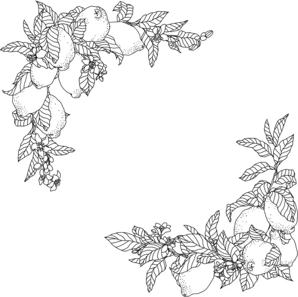 Vector frame illustratie met citroen fruit en bloemen — Stockvector