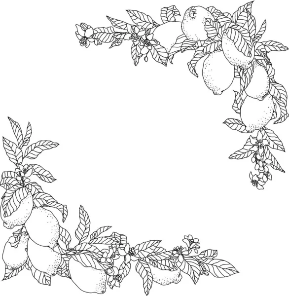 Illustration de cadre vectoriel avec des fruits et des fleurs de citron — Image vectorielle