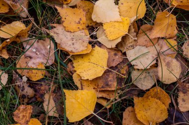 desen doku sarı sonbahar yaprakları