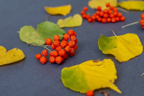 autumn picture witn apple rowanberry and yellow leaves