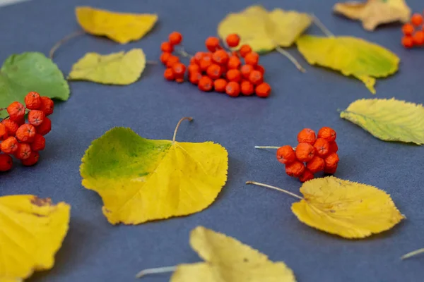 autumn picture witn apple rowanberry and yellow leaves