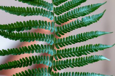 yeşil fern yaprak desen doku