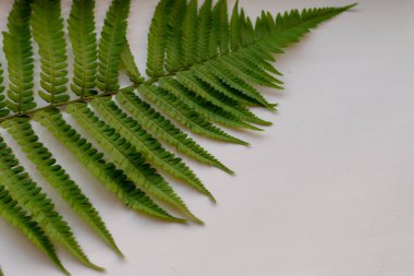 yeşil fern yaprak desen doku