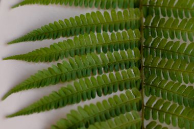 yeşil fern yaprak desen doku