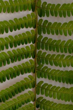 yeşil fern yaprak desen doku