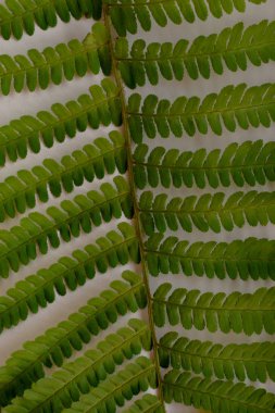 yeşil fern yaprak desen doku
