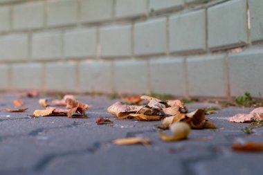 eski sarı yakın çekim yaprak