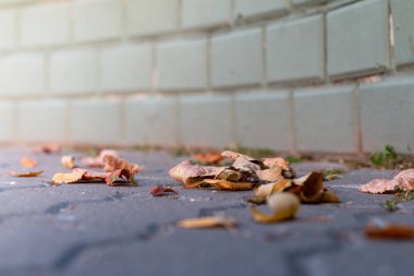 eski sarı yakın çekim yaprak