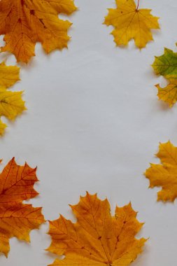 Flatlay çerçevesi olarak sarı sonbahar akçaağaç yaprakları