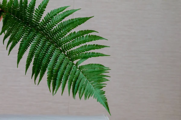 Green Fern Leaf Pattern Texture — Stock Photo, Image