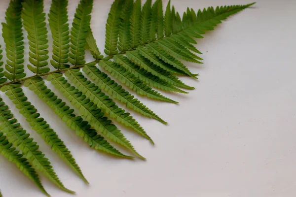 yeşil fern yaprak desen doku