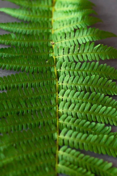 Gröna Fern Leaf Mönster Textur — Stockfoto