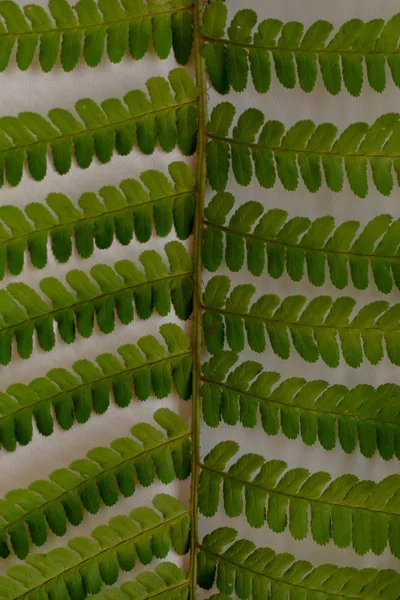 yeşil fern yaprak desen doku