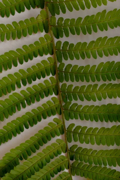 yeşil fern yaprak desen doku