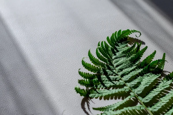 Gröna Fern Leaf Mönster Textur — Stockfoto