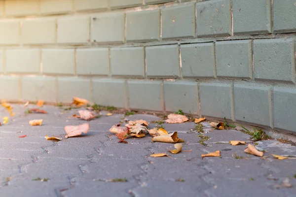 eski sarı yakın çekim yaprak