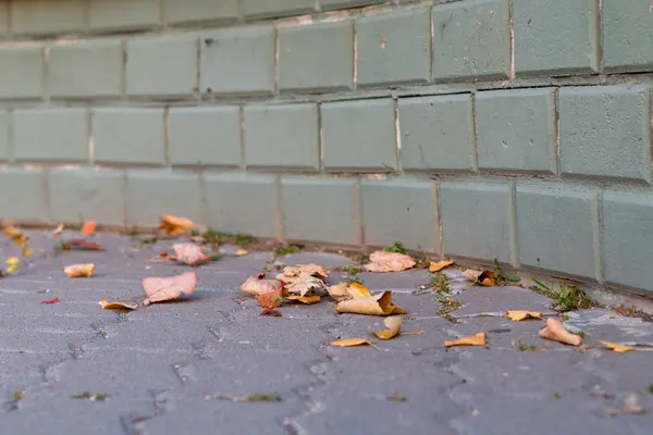 eski sarı yakın çekim yaprak