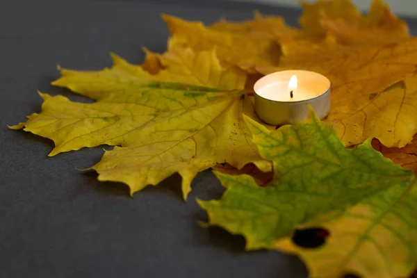 Желтые Осенние Кленовые Листья Виде Плоской Рамы — стоковое фото