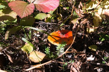 Sonbahar ormanındaki mantarlar