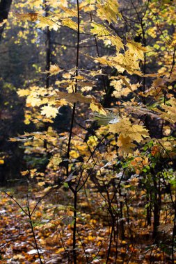 Ahşap bir arka planda sonbahar yaprakları