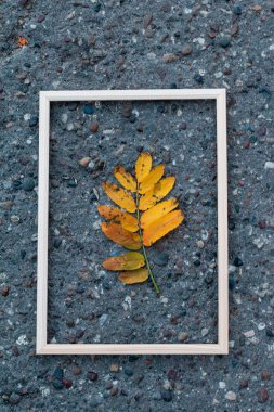 Sonbahar rowanberry yaprak duvar