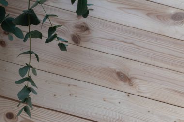 Duvarda yeşil yapraklar