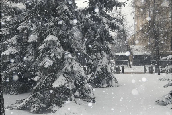 積雪のモミの木が雪に覆われています — ストック写真