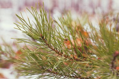 kozalaklı çam dalı