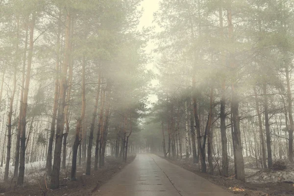 Foto Vintage Della Nebbia Nella Foresta Invernale — Foto Stock