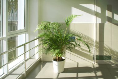 modern ofis iç wirh bitki