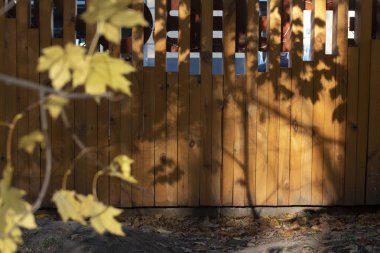 Ormandaki soyut gölgeler