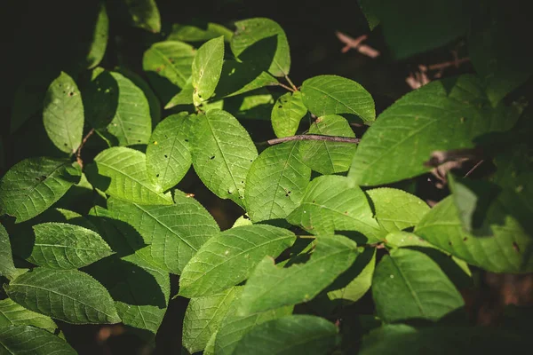 Verão Verde Deixa Fundo Floresta — Fotografia de Stock