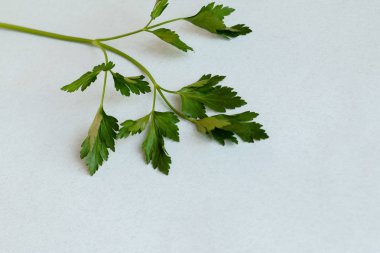 bir masaya izole maydanoz