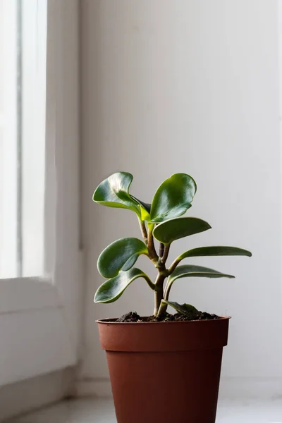 Grüne Pflanze Topf — Stockfoto