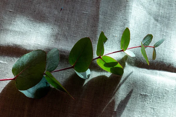 Bukett Med Vilda Blommor — Stockfoto