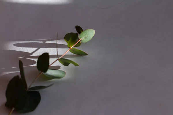 Green Plant White Background — Stock Photo, Image