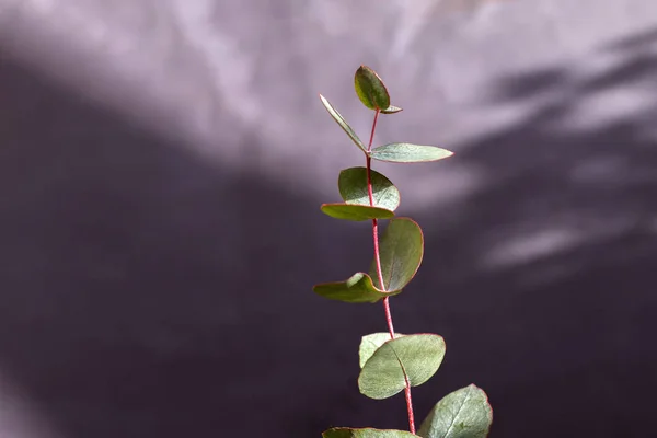 Planta Verde Sobre Fondo Blanco —  Fotos de Stock