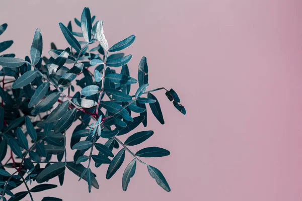 Abstrakt Blommig Bakgrund Pink — Stockfoto